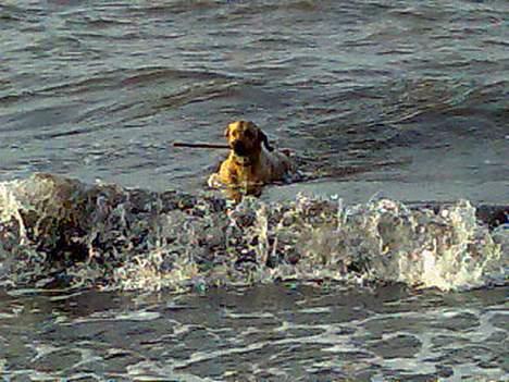 Labrador retriever Tea - Det er dejlig at være ude at bade, men det er lidt koldt. (Lad mig komme op) billede 13