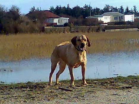 Labrador retriever Tea - Ser lige om jeg kan få øje på nogle fugle, der er lidt langsommer end mig ??? billede 14