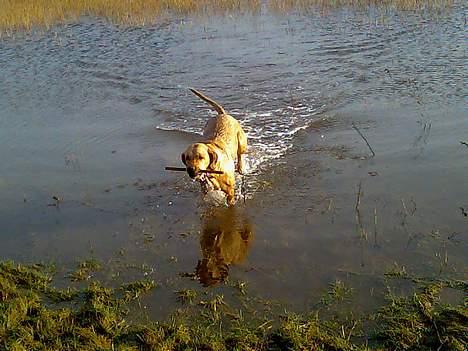 Labrador retriever Tea - Nu kastede de en pind igen, og den må jeg bare have Hi Hi billede 15