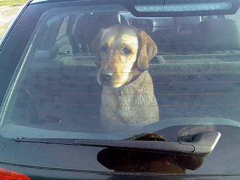 Labrador retriever Tea - ÆV ÆV skal vi allerede hjem nu, jeg havde det lige så sjovt... billede 16