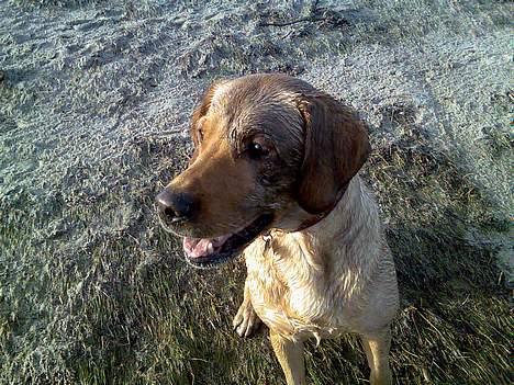 Labrador retriever Tea - Jeg har fået en sort øje ha ha ha ha ha billede 17