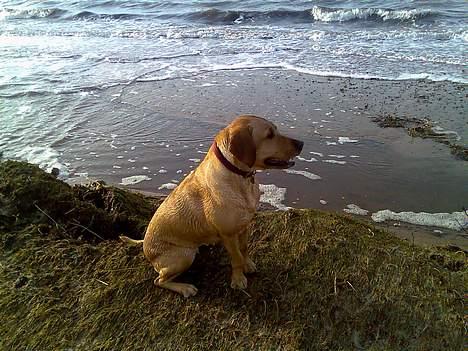 Labrador retriever Tea - Sidder lige og ser om der kommer nogen jeg kan lege med det kunne være sjovt billede 18