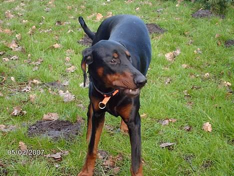 Dobermann Draco(GenningsGraeme) RIP billede 13