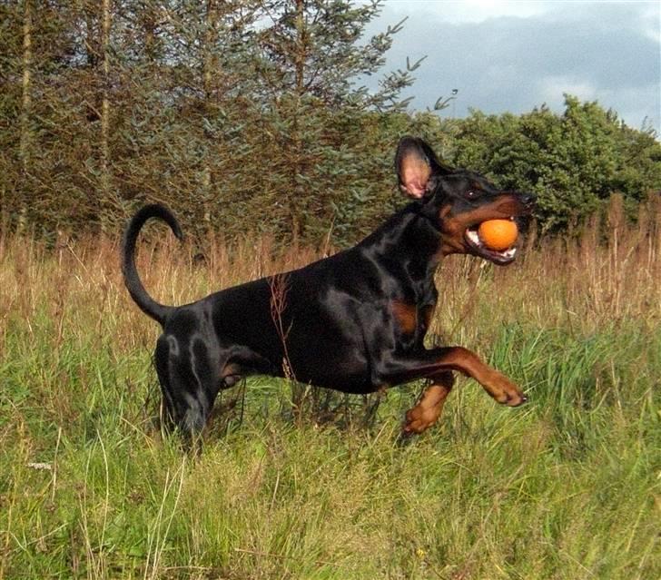 Dobermann Draco(GenningsGraeme) RIP billede 14