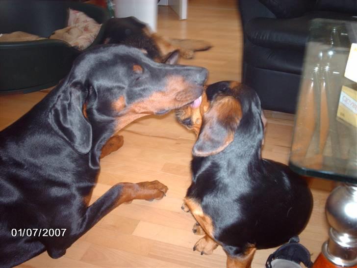 Dobermann Draco(GenningsGraeme) RIP - Draco holder storebror ren ..  billede 17