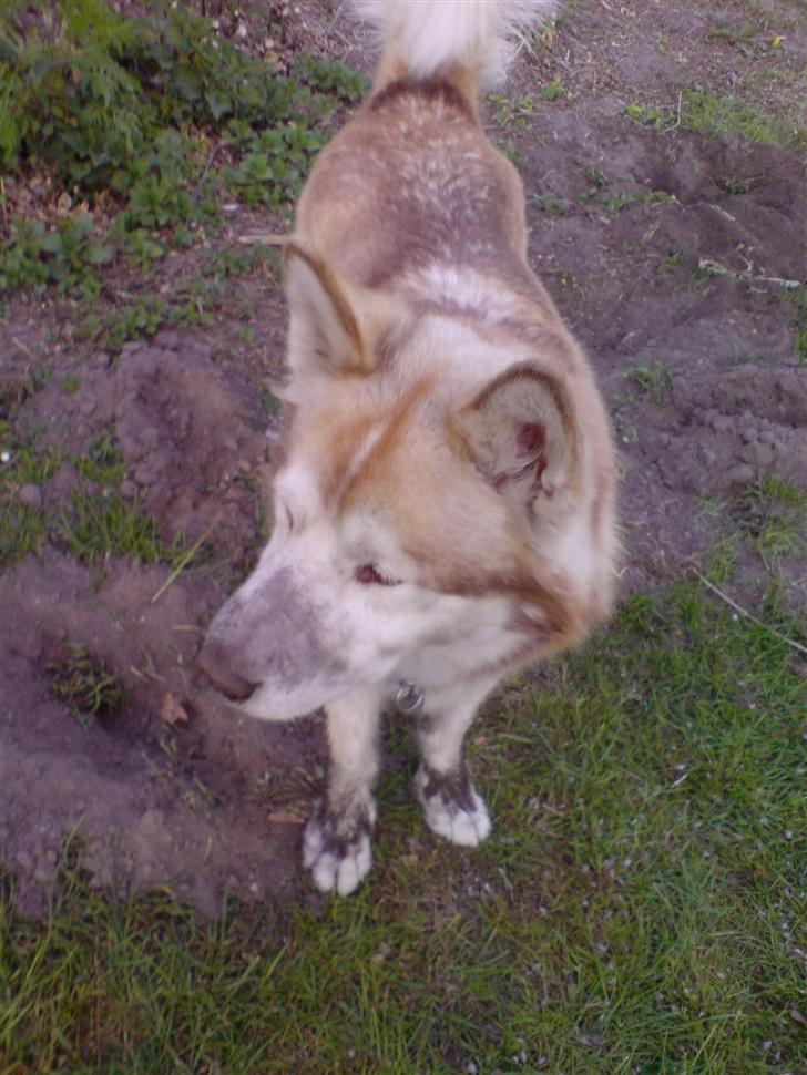 Alaskan malamute moon song`s Dina Død 2009 - Sagde du huller i haven ?? Kender jeg ikke noget til..... billede 15