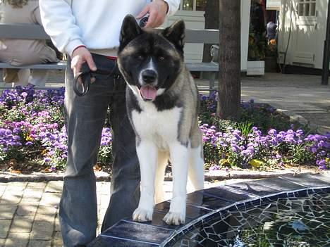 American Akita Hanzo - Tivolitur 2006 billede 4