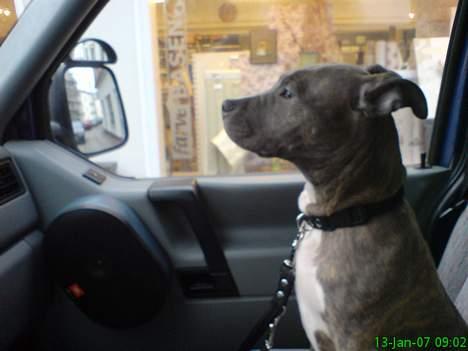 Amerikansk staffordshire terrier Jango billede 5