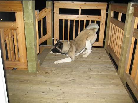 American Akita Hanzo - kom bare op, jeg er ikke farlig billede 5