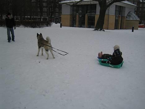 American Akita Hanzo - Og han træk dem uden problemer :o) billede 6