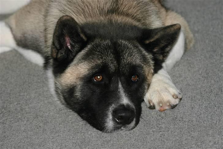 American Akita Hanzo billede 7