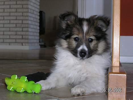 Shetland sheepdog  lucca - 1) da jeg var helt lille, lige kommet hjem til mine nye ejere (: billede 1