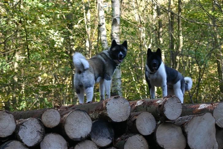 American Akita Hanzo - i skoven og lege billede 8