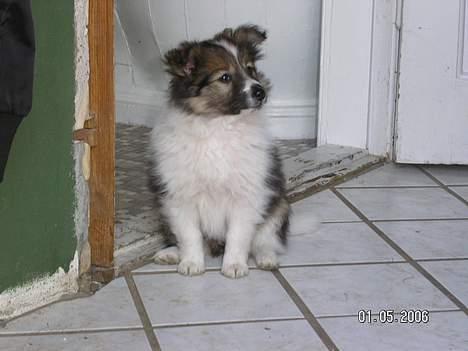 Shetland sheepdog  lucca - 2) 2 gang vi var ude og kigge på hende (: billede 2