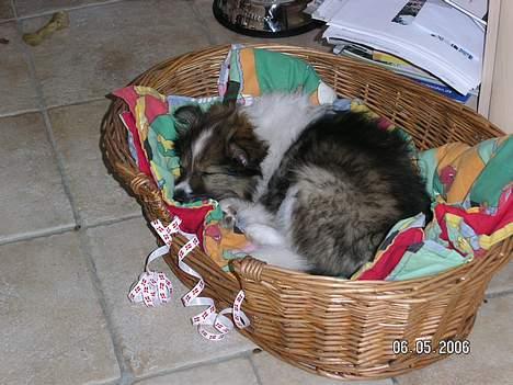 Shetland sheepdog  lucca - 3) lige efter vi havde hentet hende, hun var blevet træt den lille hund (; billede 3