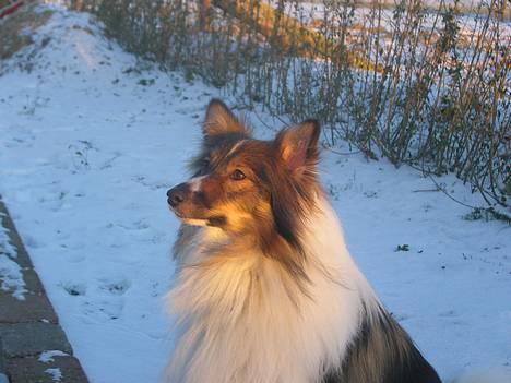 Shetland sheepdog  lucca - 4) i sneen 07 (: billede 4