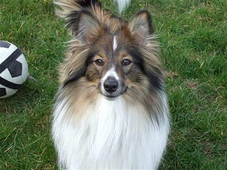 Shetland sheepdog  lucca - 5) fotogen ? altid :D billede 5