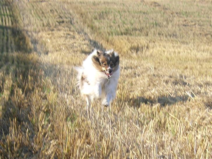 Shetland sheepdog  lucca - 6) fuld fart på marken xD billede 6