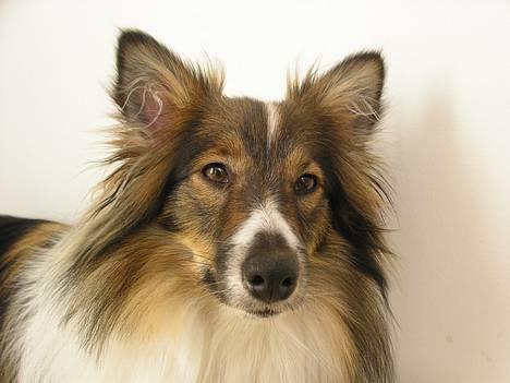 Shetland sheepdog  lucca - 7) billede 7