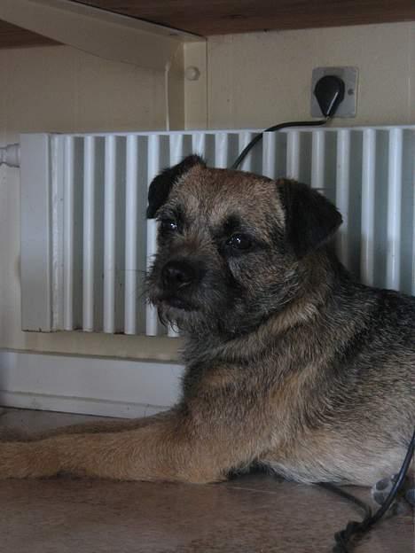 Border terrier Lutra's Rival - Viggo varmer sig op af radiotoren... billede 2