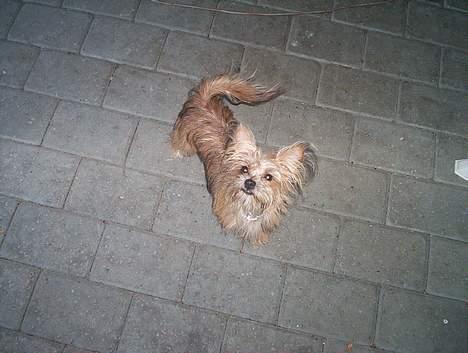 Yorkshire terrier Djipzy billede 8