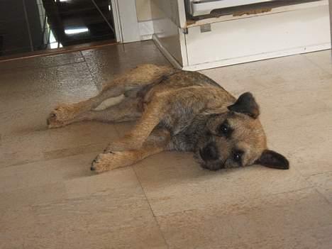 Border terrier Lutra's Rival - Viggo lader sig ikke stresse.. :) billede 3