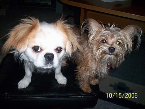 Yorkshire terrier Djipzy billede 9