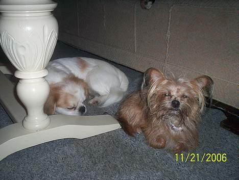 Yorkshire terrier Djipzy billede 10