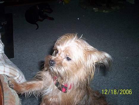 Yorkshire terrier Djipzy billede 11