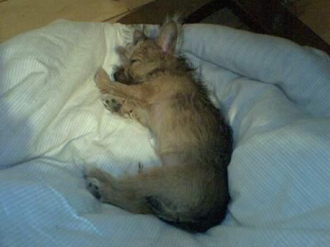 Yorkshire terrier Djipzy - Djipzy 12 uger billede 12