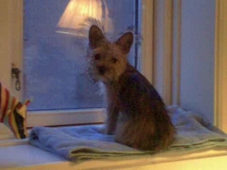 Yorkshire terrier Djipzy - "Yndlings-udkigsposten" - Ca. 13 uger gammel billede 13