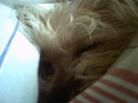 Yorkshire terrier Djipzy - Djipzy putter under dynen billede 14