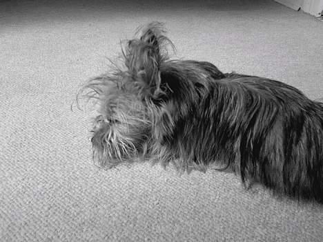 Yorkshire terrier Djipzy billede 15