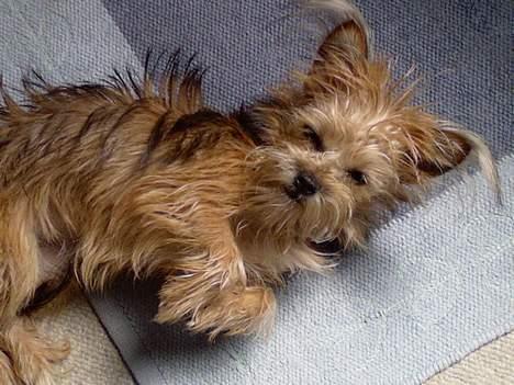 Yorkshire terrier Djipzy billede 16