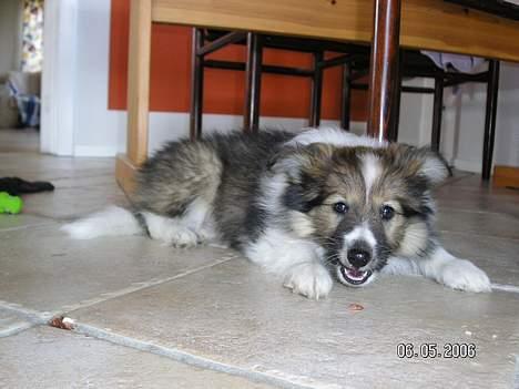 Shetland sheepdog  lucca - 9) lige efter vi havde hentet hende<3 billede 9