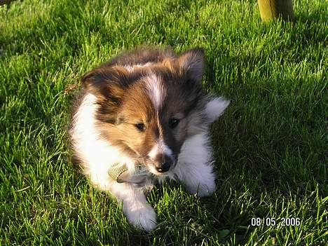 Shetland sheepdog  lucca - 10) den gang jeg var en bette en (; billede 10