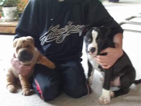 Shar pei $ SHAKER $ - min bedste ven tyson og mig sammen billede 15