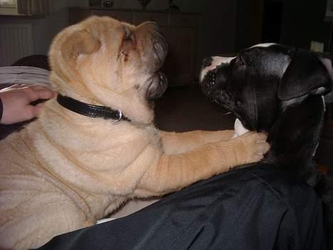 Shar pei $ SHAKER $ - gaaab billede 17