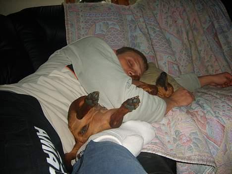 Dværggravhund Luna - Middagslur med farmand ... billede 13