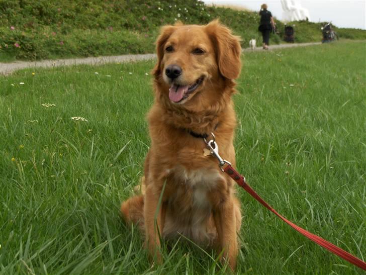 Blanding af racer Dina - Det er dina.  billede 1