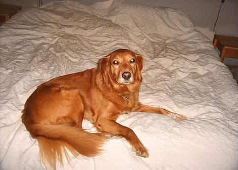 Blanding af racer Dina billede 2