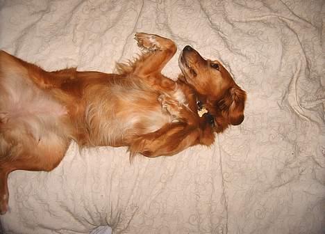 Blanding af racer Dina billede 3