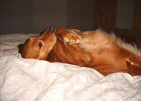 Blanding af racer Dina billede 4