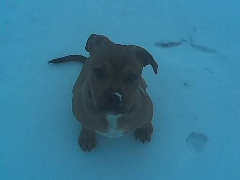 Blanding af racer TIMON "BULLROT"   R.I.P. - lille mig i sneen  ( jan. 06) billede 18