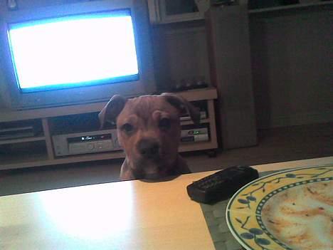 Blanding af racer TIMON "BULLROT"   R.I.P. - han ser en smule træt og forvirret ud, eller?!   ;o) billede 19