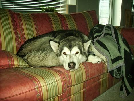 Alaskan malamute Xenobia billede 9