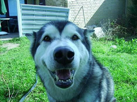 Alaskan malamute Xenobia billede 10