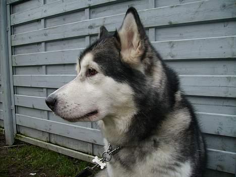 Alaskan malamute Xenobia billede 11