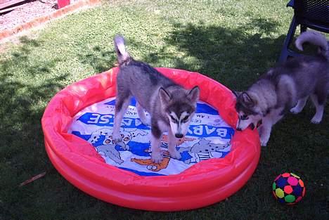 Alaskan malamute Xenobia billede 12