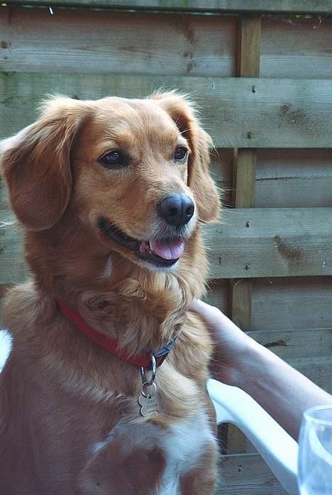 Blanding af racer Dina billede 5